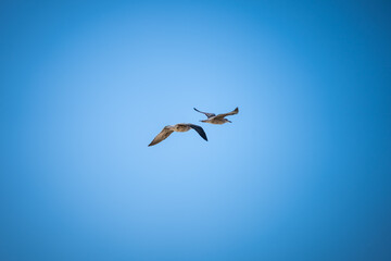 2 Passaros a voar no ceu limpo