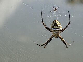 Eine Wespenspinne verharrt regungslos aber wachsam in Ihrem Netz