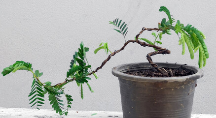A small tamarind tree is bent with aluminum wire to obtain the desired shape.