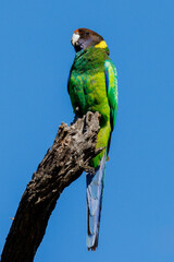 28 Ringneck Parrot in Western Australia