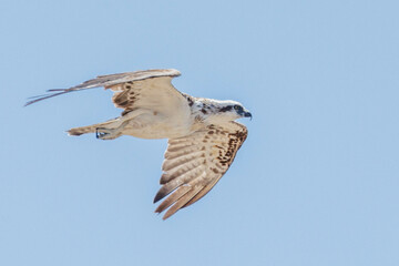 Eastern Osprey in Western Australia