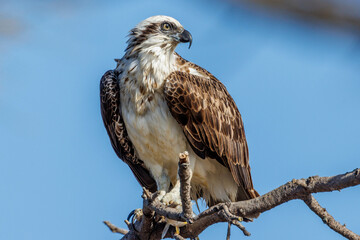 Eastern Osprey in Western Australia