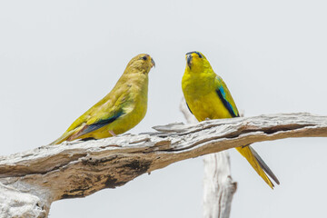 Elegant Parrots in Western Australia