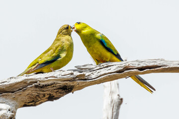 Elegant Parrots in Western Australia