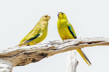 Elegant Parrots in Western Australia