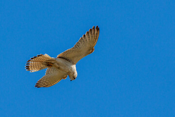 Nankeen Kestrel in Western Australia