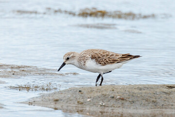 Red-necked Stint in Western Australia