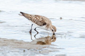 Red-necked Stint in Western Australia