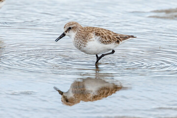 Red-necked Stint in Western Australia