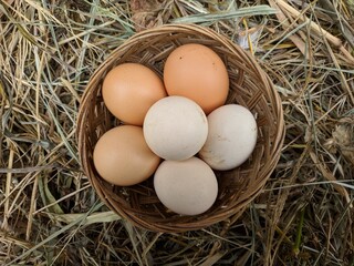 Hen / chicken eggs basket on the hey