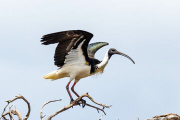 Straw-necked Ibis in Western Australia