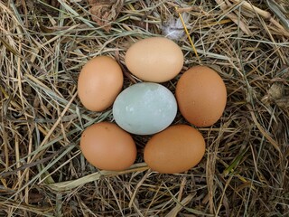 Hen / chicken eggs basket on the hey