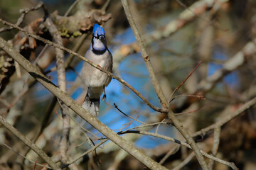 Beautiful blue jay perched on a branch in the Canadian forest in the fall