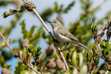 Western Gerygone in Western Australia