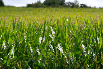 Fototapeta premium Close-up of agriculture corn field outside village of Kyburg, Canton Zürich, on a cloudy late summer day. Photo taken September 1st, 2022, Kyburg, Switzerland.