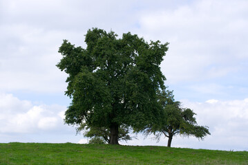 Fototapeta na wymiar Beautiful pear tree on a hill on a blue cloudy late summer day. Photo taken September 1st, 2022, Kyburg, Switzerland.