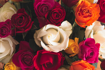 Close up of Bunch of colorful roses. Beautiful bouquet of roses in variety of colors on dusty pink background.