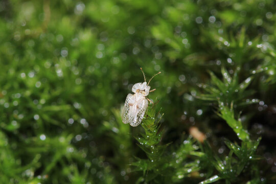 corythucha ciliata white insect macro photo
