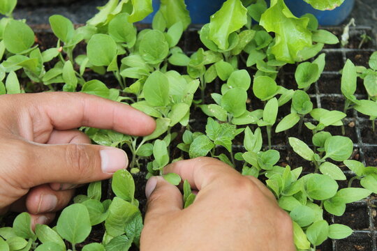 Persona cultivando plantines con su mano en un vivero o granja