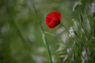 red poppy in the field