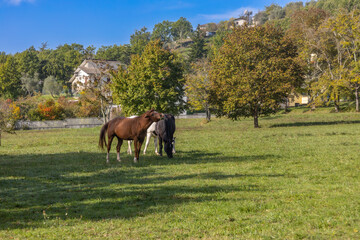 Horses grazing in a countryside landscape, in autumn, Italy