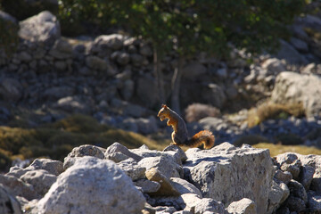 Squirrel with a nut in its mouth standing on the rocks at Gokceada, Turkey. 