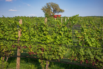Fototapeta na wymiar Grapes in a vineyard during a September day