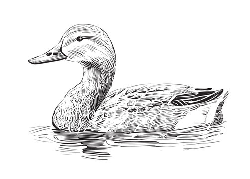 Duck Sketch Vector Images over 2800