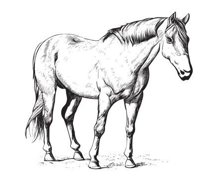 Horse Standing Hand Drawn Sketch Woodcut Style Three Quarter View Vector Illustration