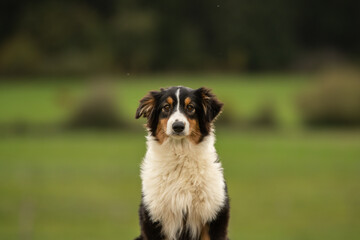 un chien de race berger australien 