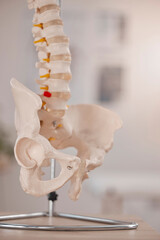 Model hip, spine and chiropractic office on table, desk or display in study, education or learning....