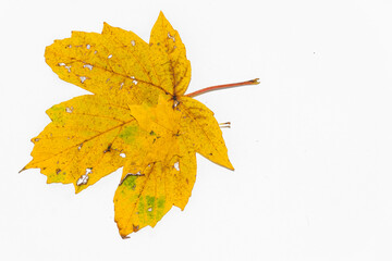 Autumn painting, Autumn maple leaves on white background, different colors. Two yellow green maple...