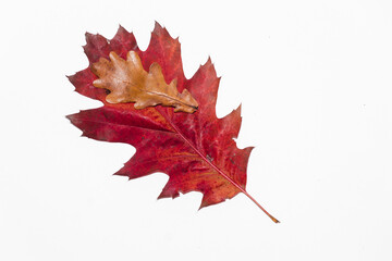 Autumn painting, red oak leaf isolated on white background, different colors. The smaller rests on the larger. Red, orange, brown dry autumn leaves. Botanical educational concept