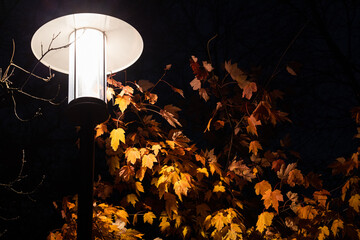 street lamp illuminates autumn leaves in the dark