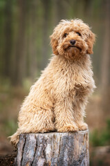 Six month old Cavapoo cute puppy dog sitting on a tree stump