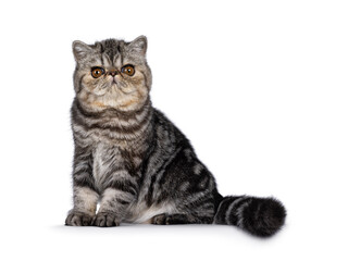 Cute black tabby blotched Exotic Shorthair cat kitten, sitting side ways. Looking towards camera. Isolated on a white background.