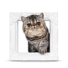 Cute black tabby blotched Exotic Shorthair cat kitten, standing through empty white picture frame. Looking towards camera. Isolated on a white background.