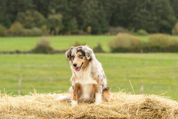 chien de race berger australian dans la nature