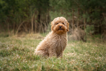Fototapeta premium Six month old Cavapoo puppy dog sitting in the forest with the wind blowing her fur