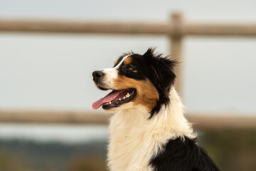 Chien de race berger australien 