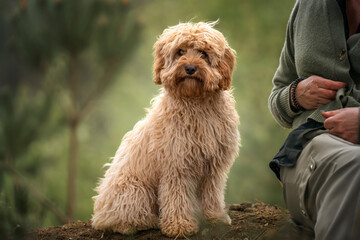 Six month old Cavapoo puppy dog sitting with his obscured owner