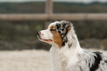 chien de race berger australian dans la nature
