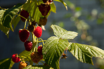 Ripe and unripe raspberry in the fruit garden. Growing natural bush of raspberry. Branch of raspberry in sunlight.