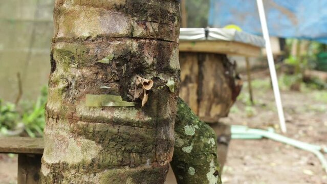 Apis Trigona. Bee colonies of Trigona or Tetragonula biroi in the nests of coconut tree trunks.