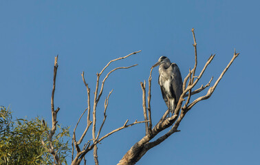 Gray heron sitting on the branches of a dried tree