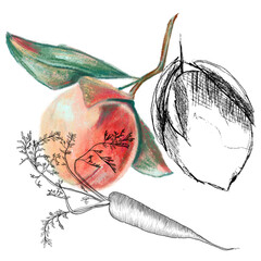 sketch illustration of a peach and lemon and carrot 