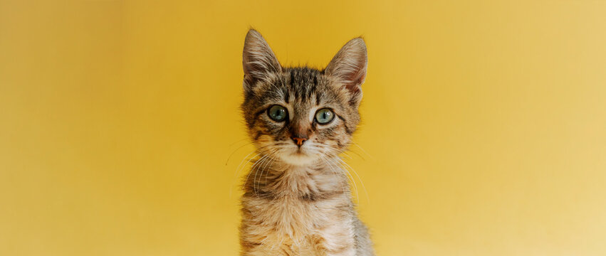 Portrait of a striped cat on a yellow background. The kitten looks at the object. Copy space. Banner with animal.