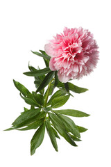 Bright delicate white-pink peony flower isolated on a white background.
