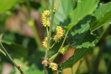 unripe pink mulberries