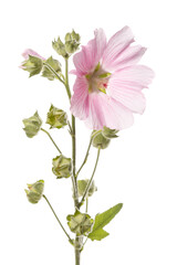 Inflorescence of pink mallow flowers isolated on white background.